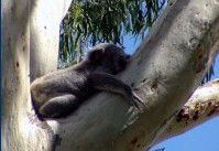 Dunbogan Caravan Park - Surfers Paradise Gold Coast 2