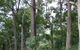 Bamboo Retreat - thumb 1