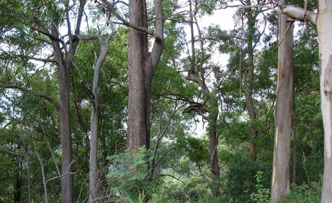 Bamboo Retreat - Surfers Paradise Gold Coast 1
