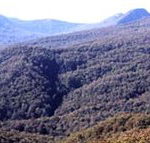 Callicoma Hill Eco-Cabins - Surfers Paradise Gold Coast