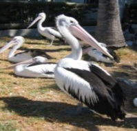 Christmas Cove Caravan Park - Surfers Paradise Gold Coast