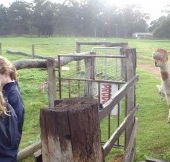 Boronia Farm Farmstay - Surfers Paradise Gold Coast