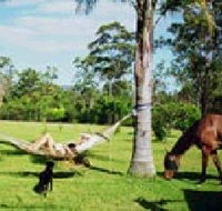 Neds Bed Horse O Tel - Surfers Paradise Gold Coast