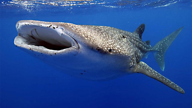 Exmouth Holiday Homes - Surfers Paradise Gold Coast