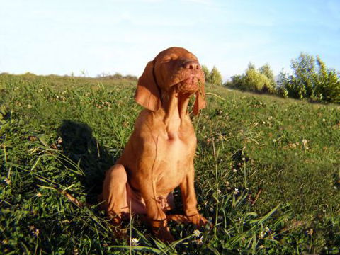 Wingham Pet Motel - Surfers Paradise Gold Coast 0