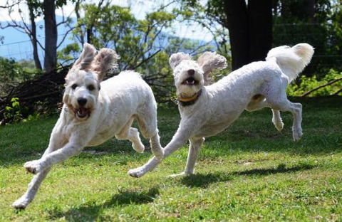 Wingham Pet Motel - Surfers Paradise Gold Coast 4