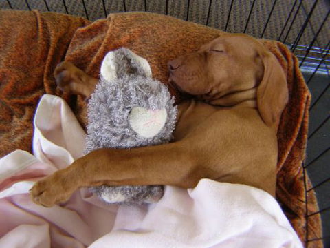 Wingham Pet Motel - Surfers Paradise Gold Coast 6