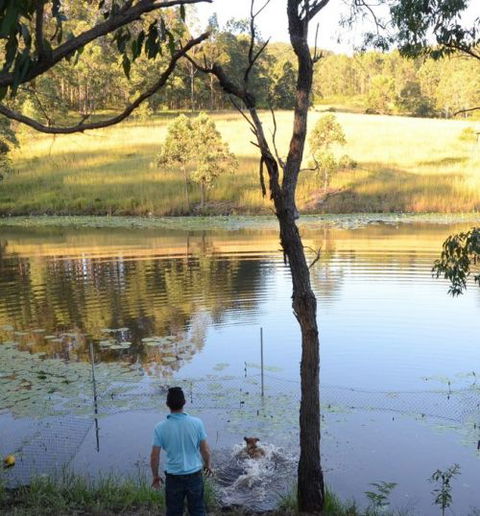 Wingham Pet Motel - Surfers Paradise Gold Coast 7