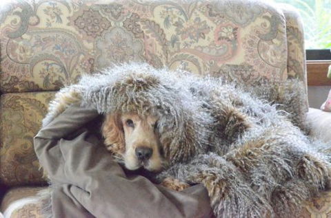 Wingham Pet Motel - Surfers Paradise Gold Coast 8