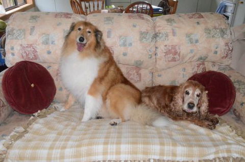 Wingham Pet Motel - Surfers Paradise Gold Coast 9