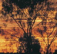 Tilmouth Well - Surfers Paradise Gold Coast
