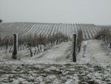 Turners Vineyard - Surfers Paradise Gold Coast 3