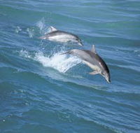 Seachange - Surfers Paradise Gold Coast