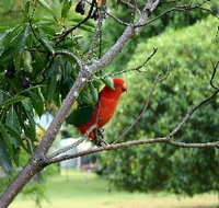 Bunya Mountains Accommodation Centre - Chalets And Holiday Homes - Surfers Paradise Gold Coast