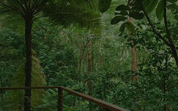 Kondalilla Eco Resort - Surfers Paradise Gold Coast 7
