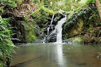 Kondalilla Eco Resort - Surfers Paradise Gold Coast 63