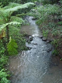 Treetops Accommodation Montville - Surfers Paradise Gold Coast 4