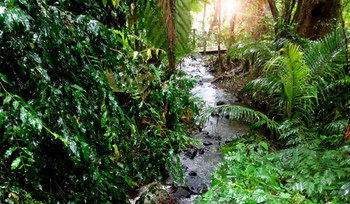 Treetops Accommodation Montville - Surfers Paradise Gold Coast 48