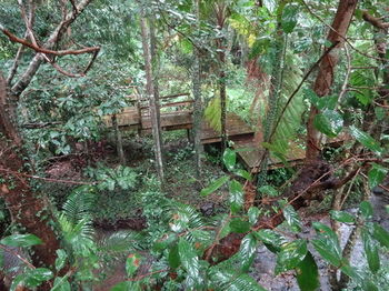 Treetops Accommodation Montville - Surfers Paradise Gold Coast 80