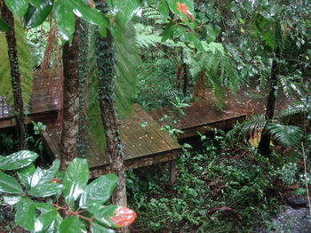 Treetops Accommodation Montville - Surfers Paradise Gold Coast 81