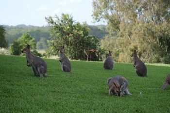 Mary Valley Views B + B - Surfers Paradise Gold Coast 10