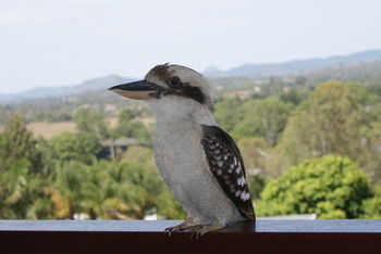 Mary Valley Views B + B - Surfers Paradise Gold Coast 19