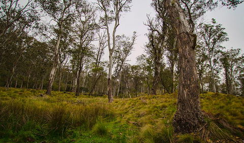 Gummi Falls Campground - Surfers Paradise Gold Coast 1