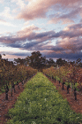Lamonts Winery Restaurant  Gallery - Surfers Paradise Gold Coast