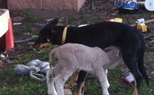 Venterfair Rural Retreat - Surfers Paradise Gold Coast 8