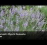 Lavender Majestic - Surfers Paradise Gold Coast