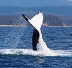 Snug Cove Bed and Breakfast - Surfers Paradise Gold Coast