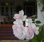 White House Heritage Guesthouse - Surfers Paradise Gold Coast