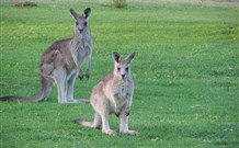 Leslie Cottage - Surfers Paradise Gold Coast 6