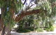 Coodlie Park - Port Kenny - Venus Bay - thumb 4