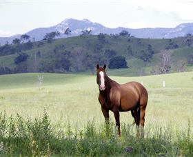 Marchioness Farmstay - Surfers Paradise Gold Coast 1
