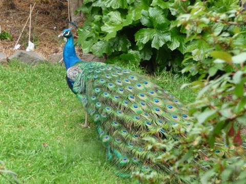 Eurambeen Historic Homestead And Gardens - Surfers Paradise Gold Coast 4