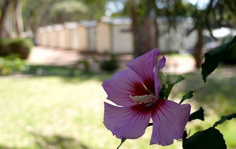 Riverbend Caravan Park Renmark - Surfers Paradise Gold Coast 3