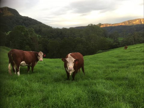 Amaroo Valley Springs - Surfers Paradise Gold Coast 2