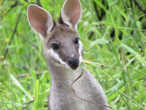 Takarakka Bush Resort Carnarvon Gorge - Surfers Paradise Gold Coast 8