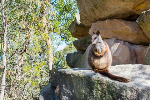 Waterfall Springs Retreat And Wildlife Sanctuary - Surfers Paradise Gold Coast 9