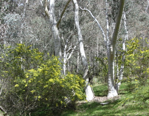 Highfield Farm And Woodland Bush Campsites - Surfers Paradise Gold Coast 4