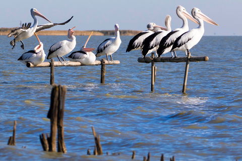 Pelican Perch Retreat - Surfers Paradise Gold Coast 0