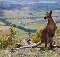 Eaglereach Wilderness Resort - Surfers Paradise Gold Coast