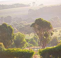 Mackas Farm - Surfers Paradise Gold Coast