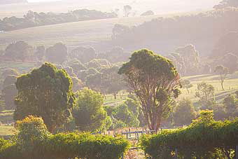 Mackas Farm - Surfers Paradise Gold Coast 0