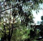 Mallacootas Shady Gully Caravan Park - Surfers Paradise Gold Coast