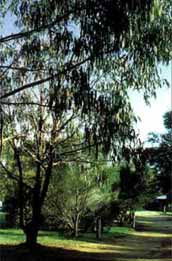 Mallacootas Shady Gully Caravan Park - Surfers Paradise Gold Coast 0