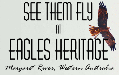 Eagles Heritage Raptor Wildlife Centre - Surfers Paradise Gold Coast 0