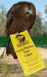 Eagles Heritage Raptor Wildlife Centre - Surfers Paradise Gold Coast 1