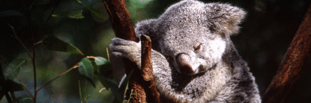 Koala and River Cruise by Mirimar Cruises - Surfers Paradise Gold Coast